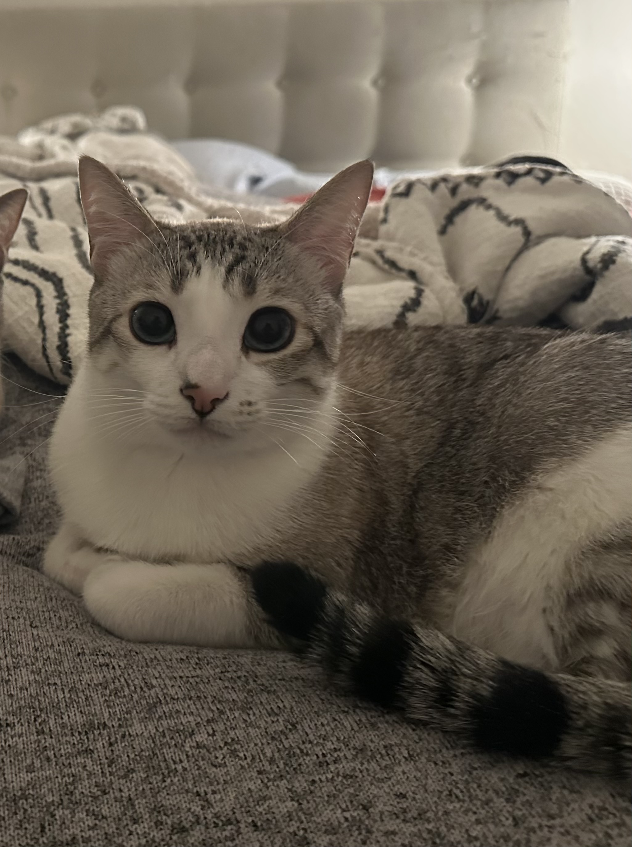David Rodriguezs cat Hemlock