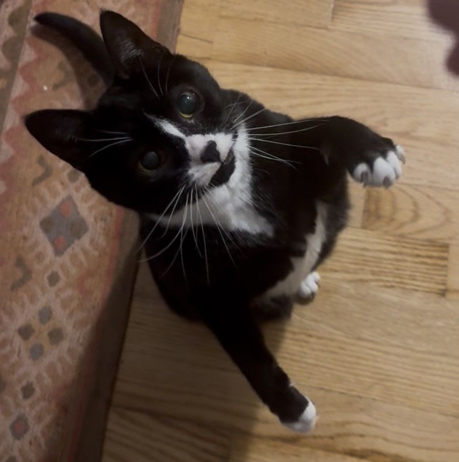 Emily Couchs cat potato