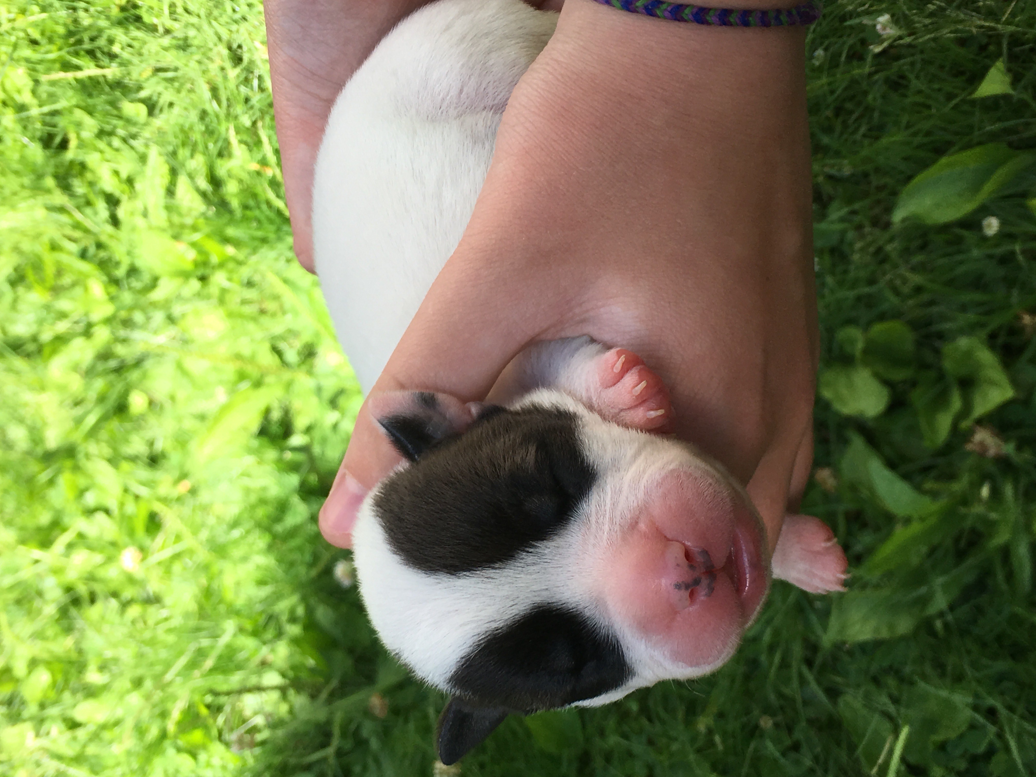 One of the puppies Elayna Smith fostered